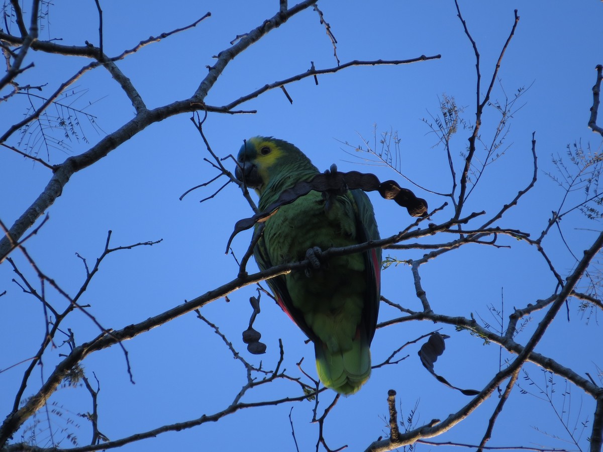 Turquoise-fronted Parrot - Ricardo Battistino