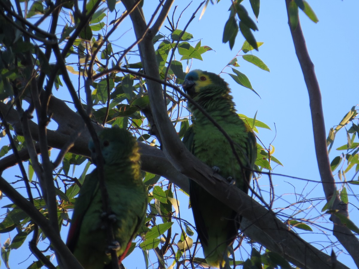 Turquoise-fronted Parrot - ML143058001