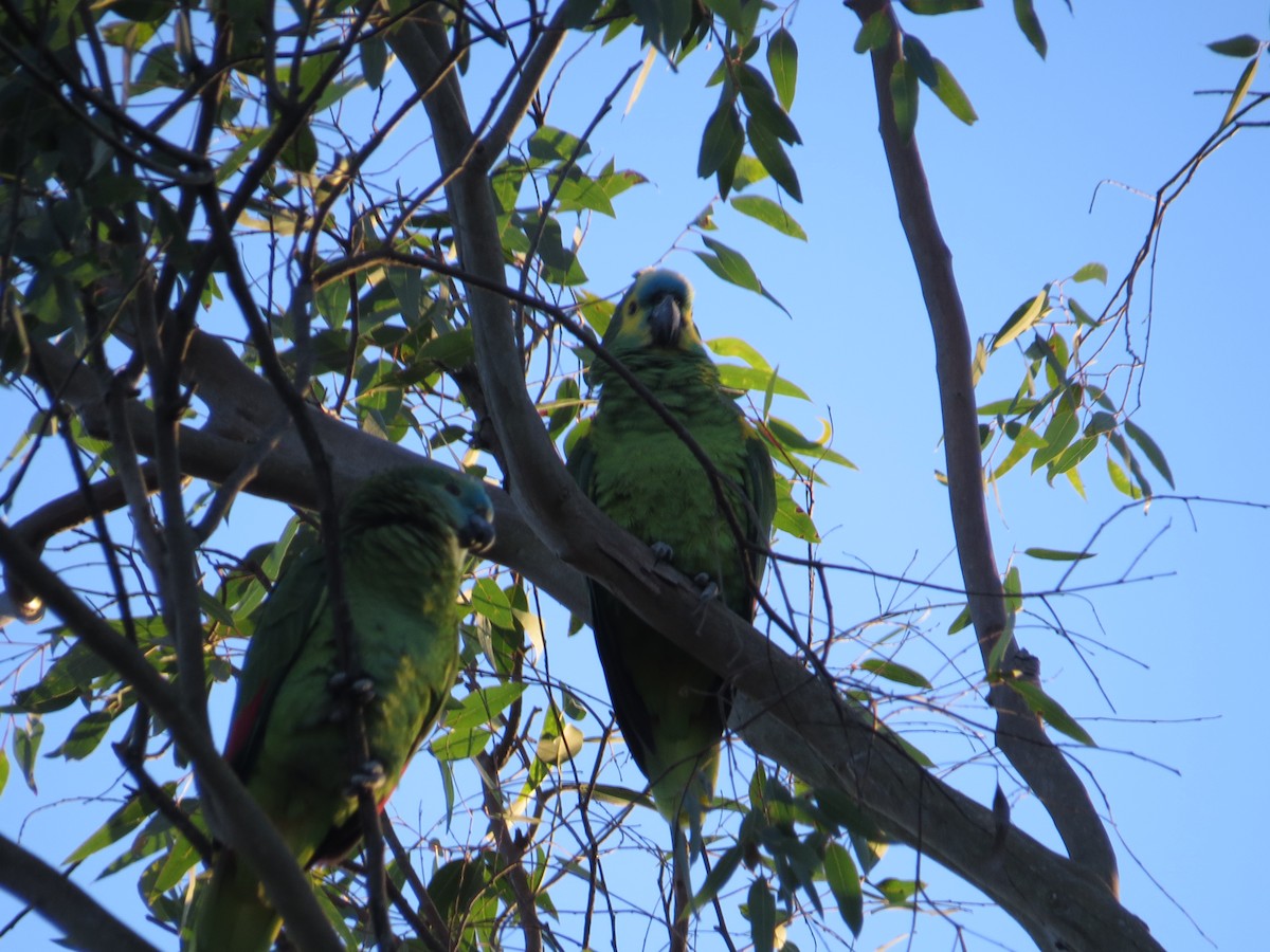 Turquoise-fronted Parrot - ML143058011