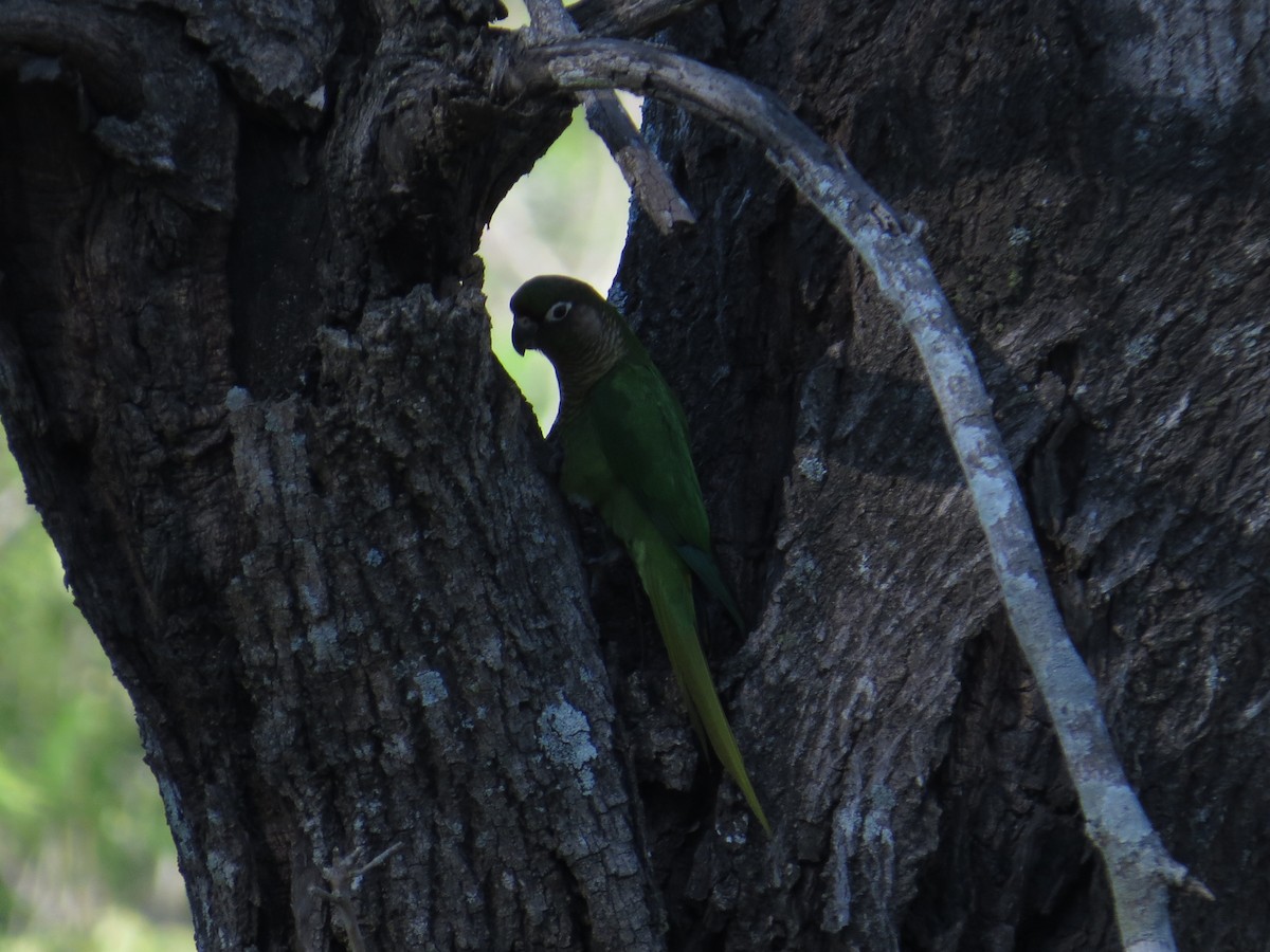 Maroon-bellied Parakeet - Ricardo Battistino