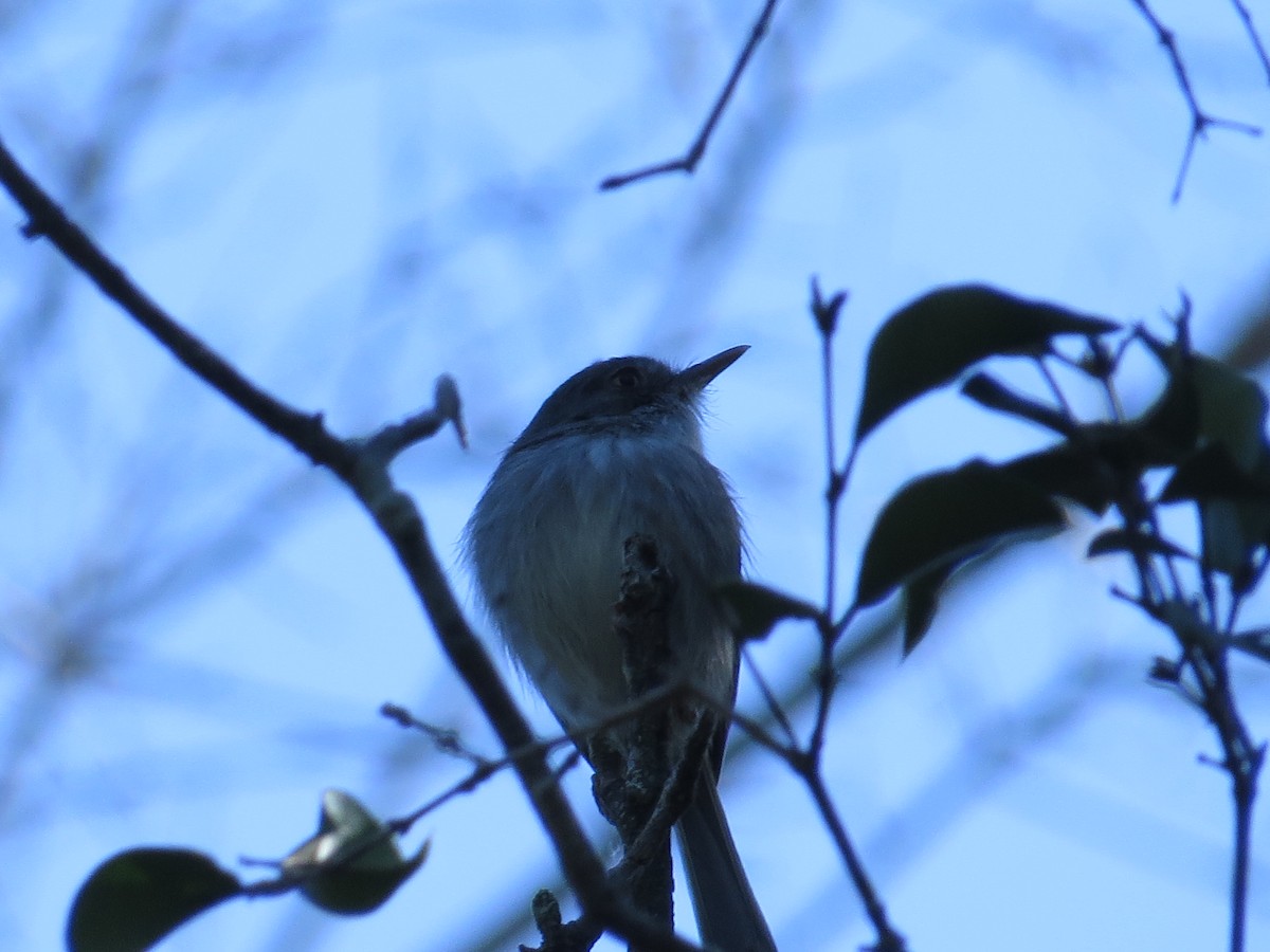 Pearly-vented Tody-Tyrant - ML143059241