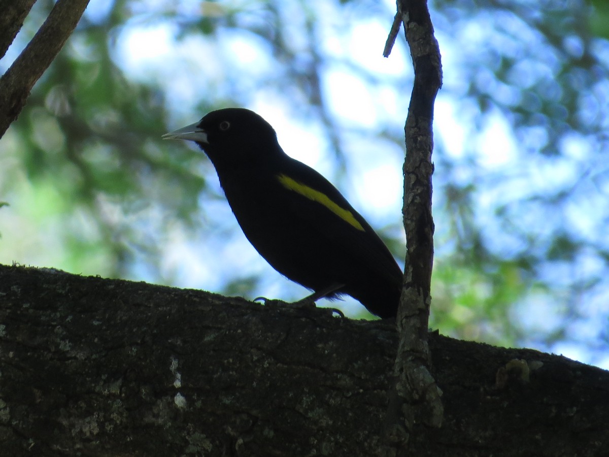 Golden-winged Cacique - ML143059871