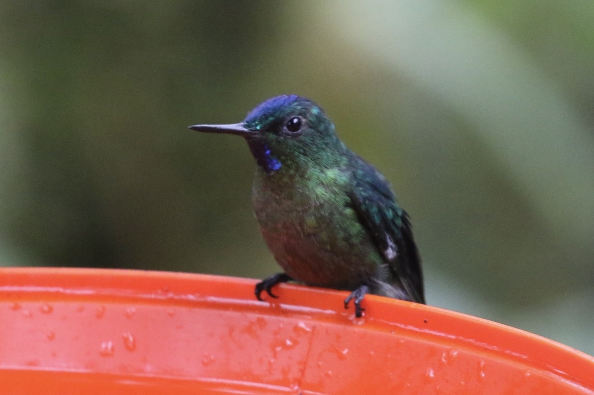 Long-tailed Sylph - ML143065421