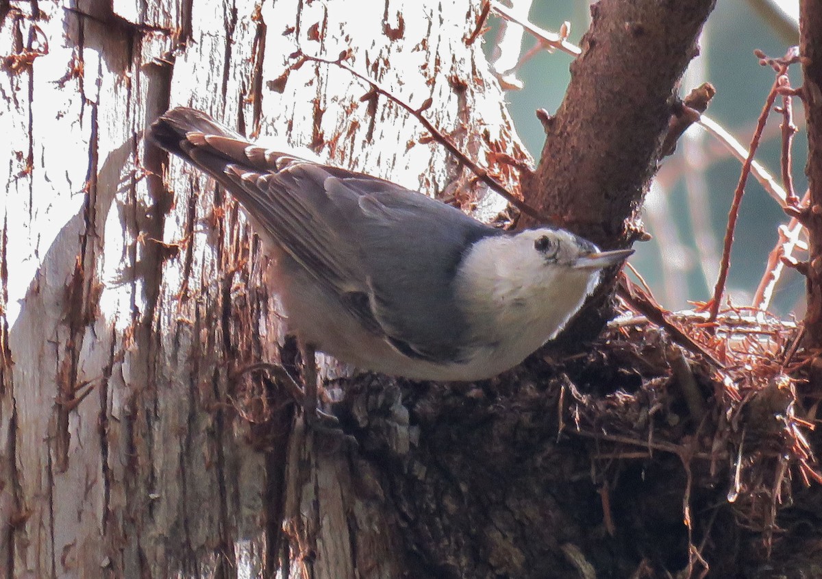 White-breasted Nuthatch (Pacific) - Michael Long