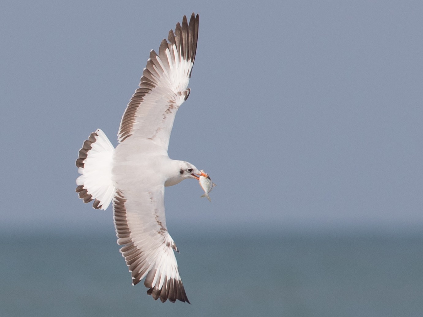 チャガシラカモメ eBird