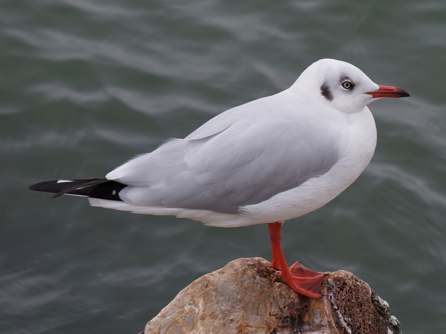 Brown-headed Gull - Henggang Cui