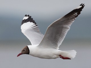 นกเต็มวัยในฤดูผสมพันธุ์ - Ian Davies - ML143068241
