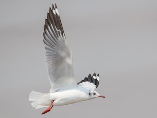 นกเต็มวัยชุดขนนอกฤดูผสมพันธุ์ - Ian Davies - ML143068251