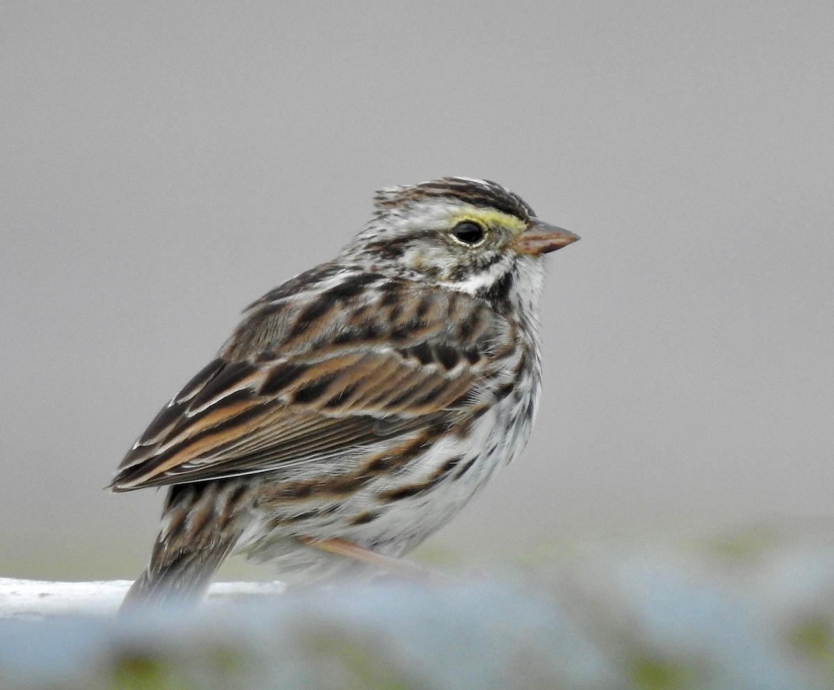 Savannah Sparrow - ML143070241