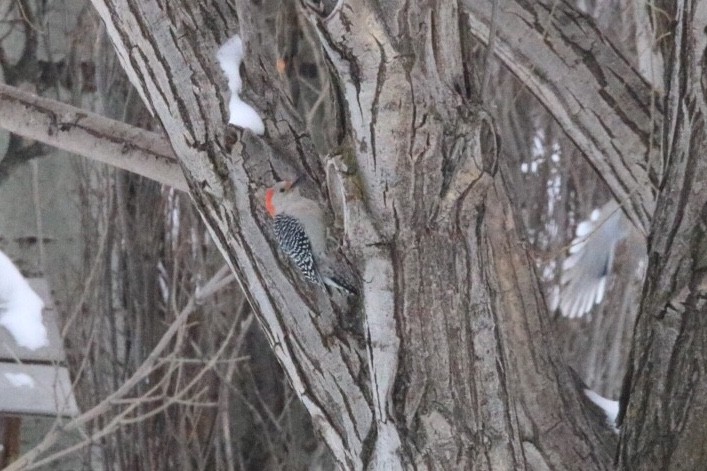 Red-bellied Woodpecker - Gavin McKinnon