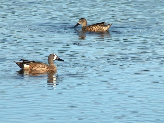 Blue-winged Teal - ML143077331
