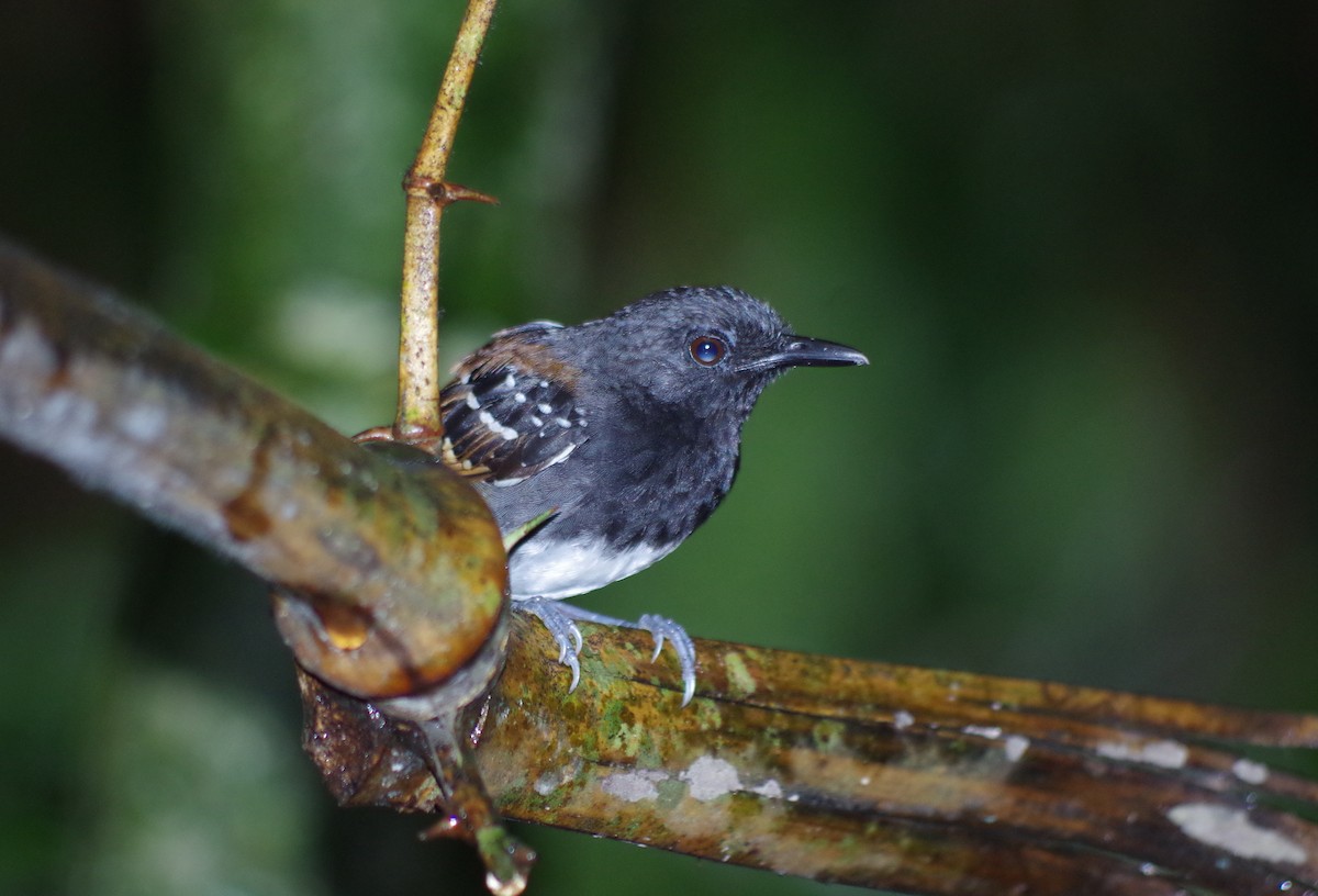 Chestnut-tailed Antbird - Simon Kiacz
