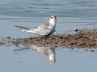 Juvenile - Raja Simma Pandiyan - ML143081961