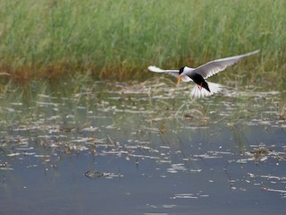 繁殖期成鳥 - Rajesh Radhakrishnan - ML143081971