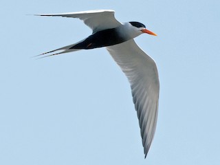  - Black-bellied Tern