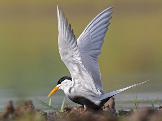 นกเต็มวัยในฤดูผสมพันธุ์ - Manoj Bind - ML143082011