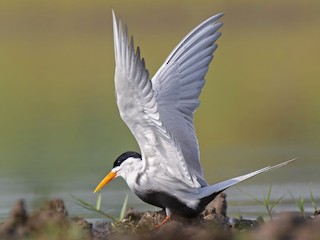 Breeding adult - Manoj Bind - ML143082011