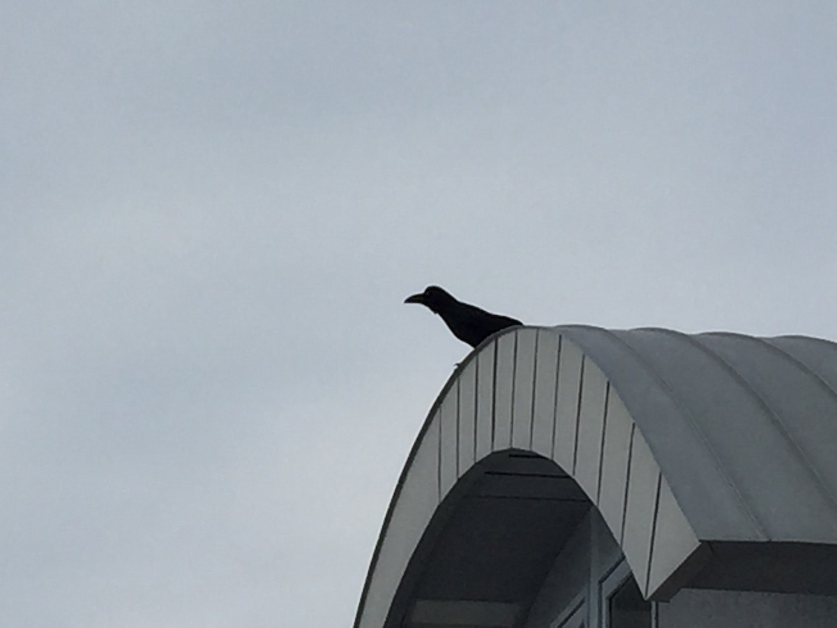 Large-billed Crow (Large-billed) - Jim Rowoth