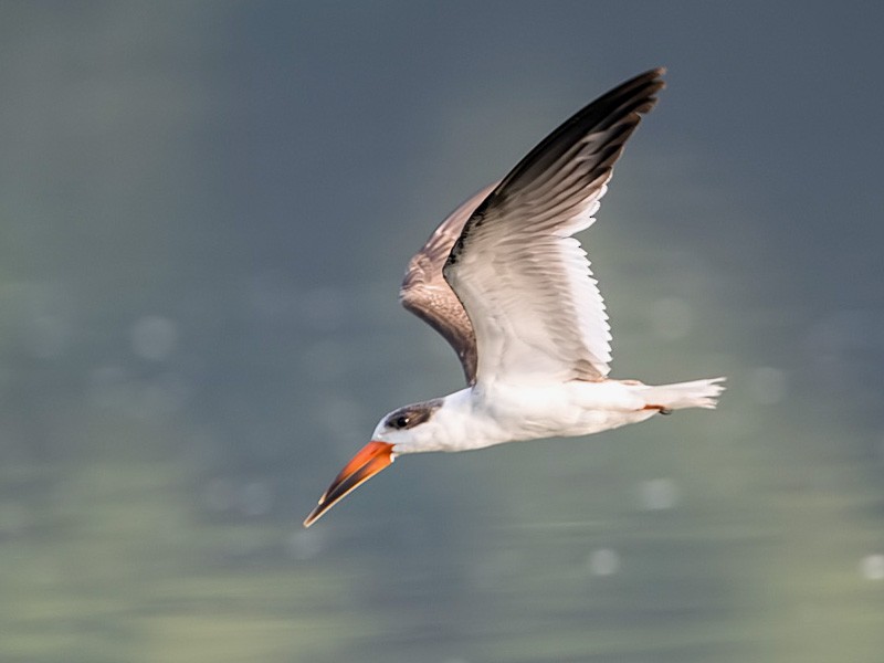 シロエリハサミアジサシ Ebird