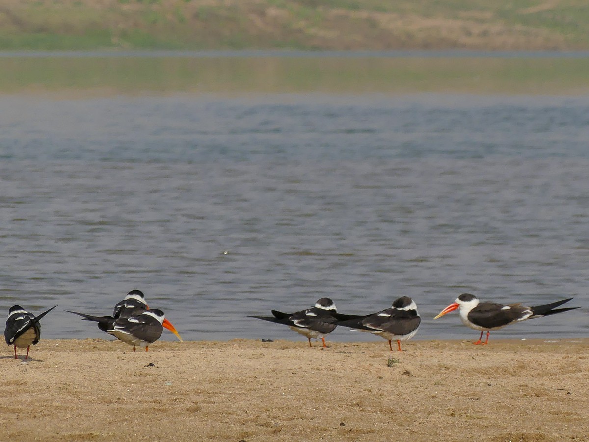 シロエリハサミアジサシ Ebird