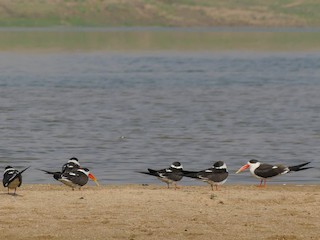 Indian Skimmer Ebird