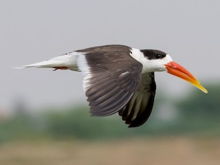  - Indian Skimmer