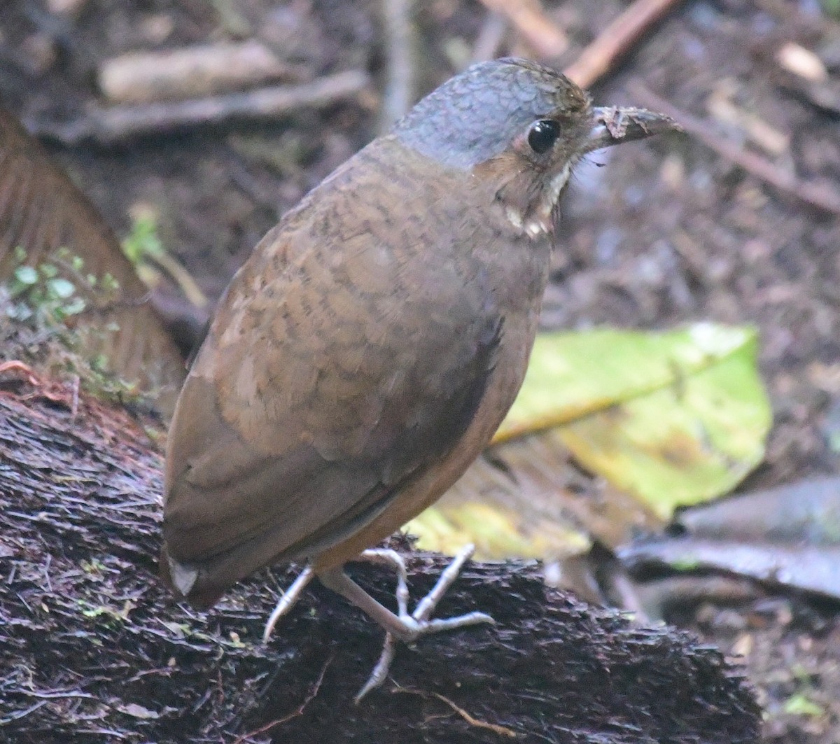 Moustached Antpitta - ML143088441