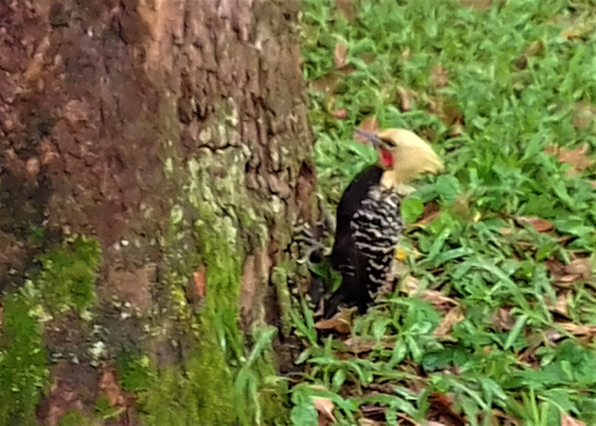 Blond-crested Woodpecker - ML143088531