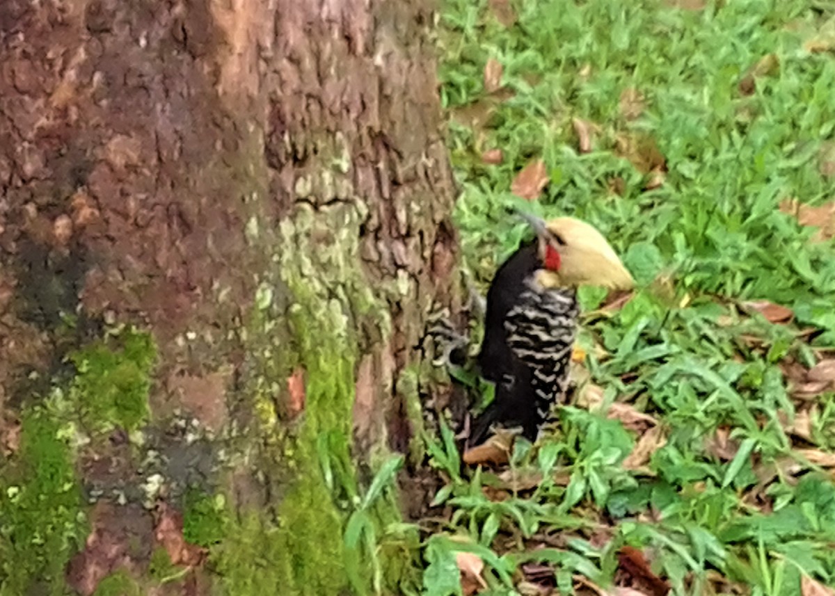 Blond-crested Woodpecker - ML143088541