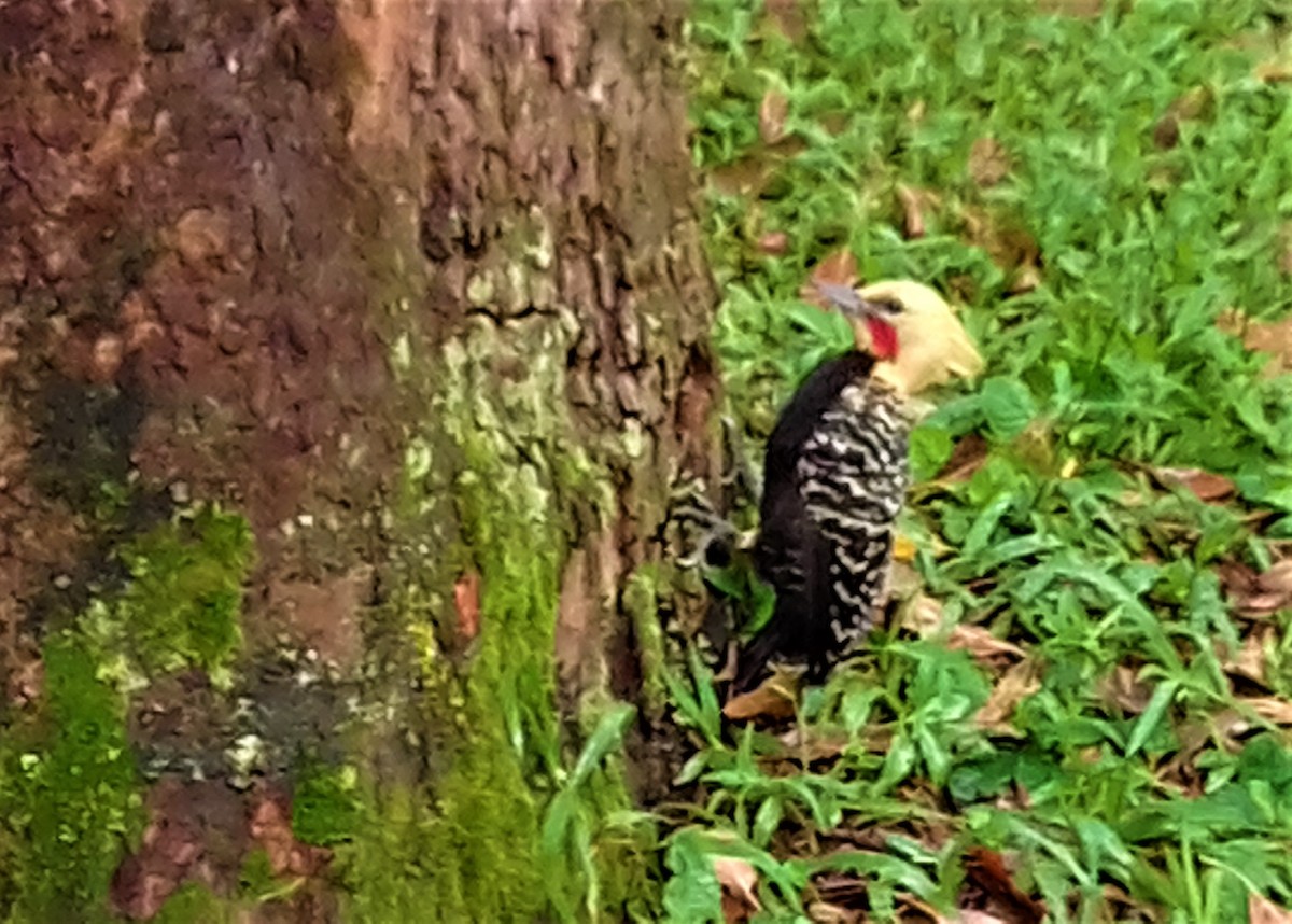 Blond-crested Woodpecker - ML143088551