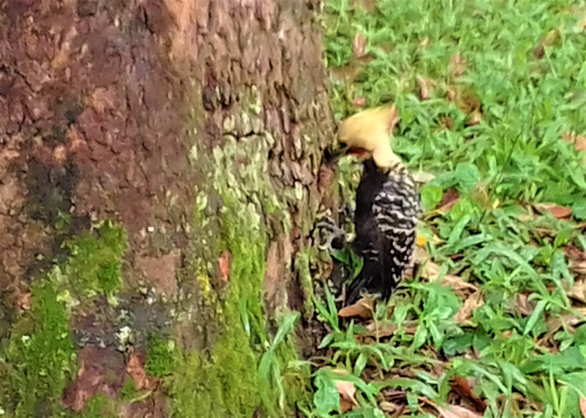 Blond-crested Woodpecker - ML143088561
