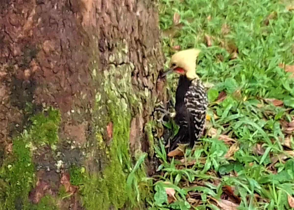 Blond-crested Woodpecker - Carlos Otávio Gussoni