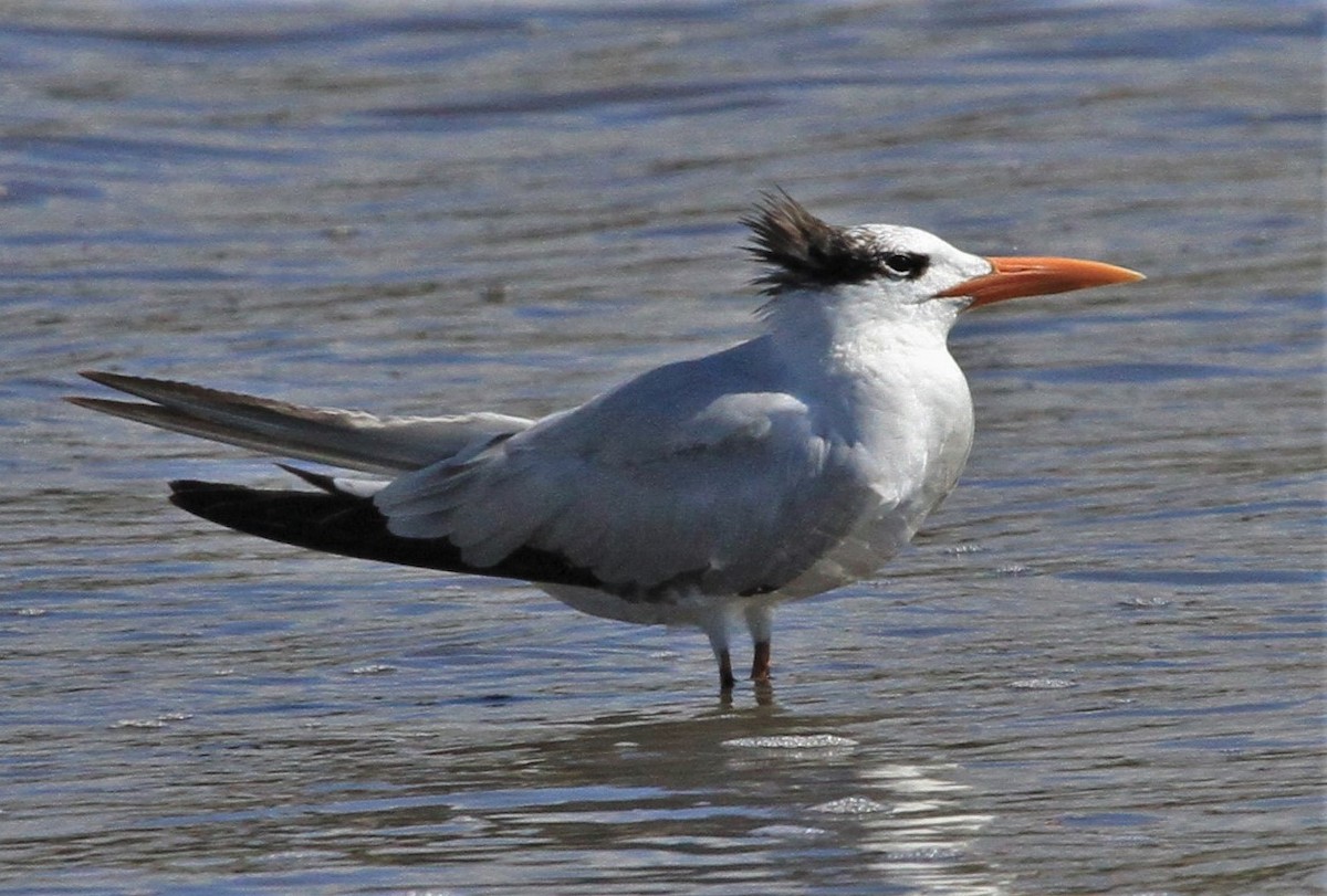 Royal Tern - Kent Forward