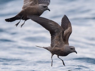  - Swinhoe's Storm-Petrel