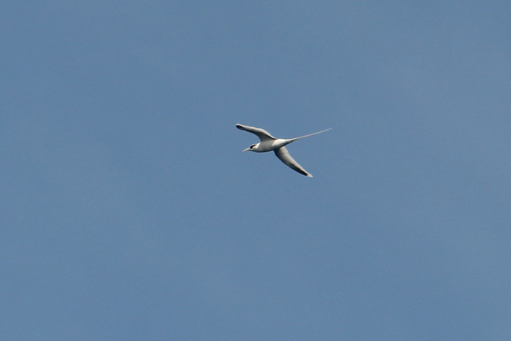 白尾熱帶鳥 - ML143093381