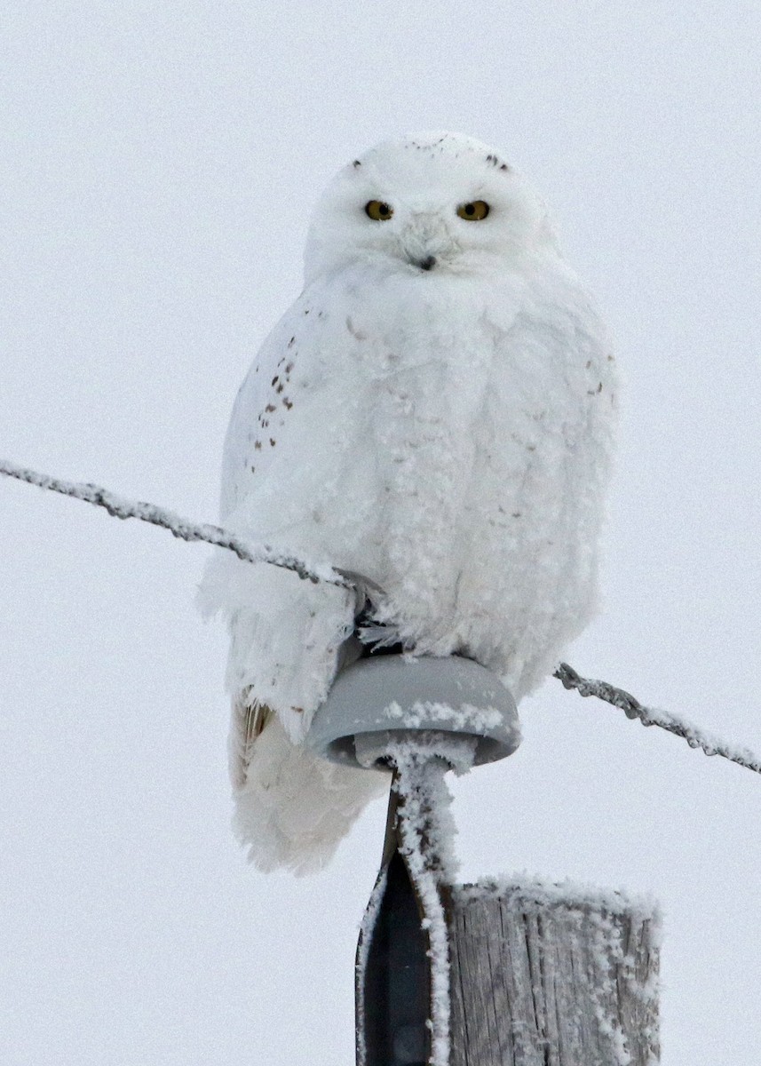 Snowy Owl - Jim Guyton