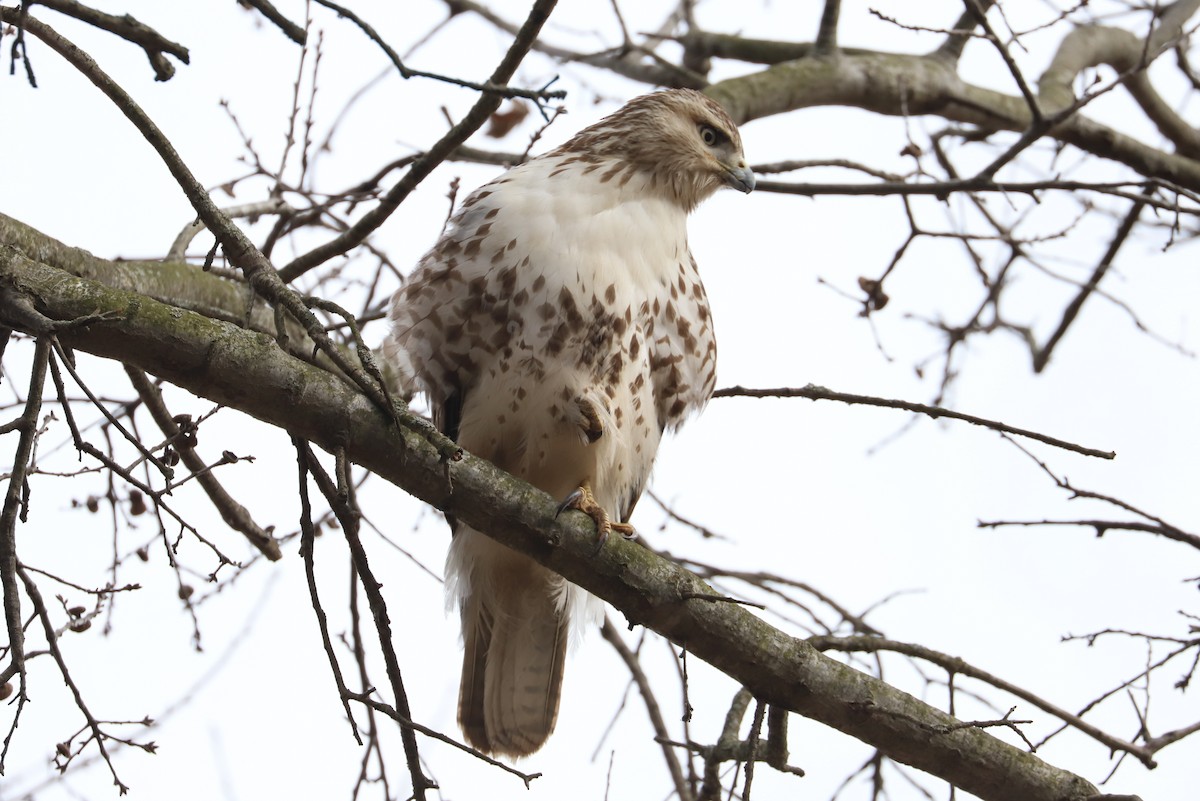 Red-tailed Hawk - ML143099621