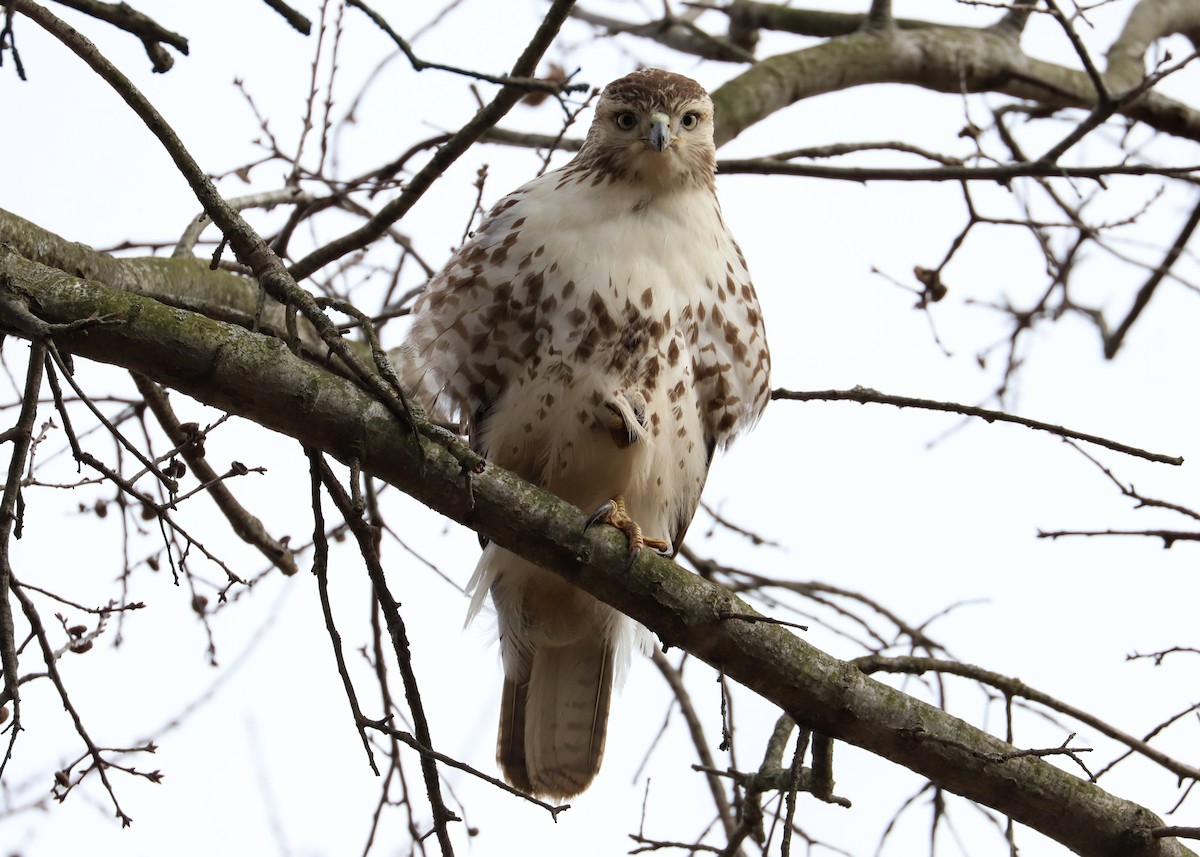 Red-tailed Hawk - ML143099691