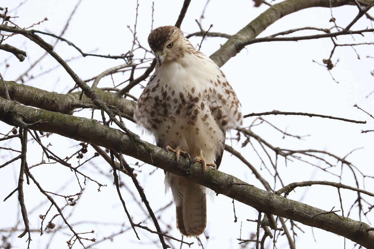 Red-tailed Hawk - ML143099701