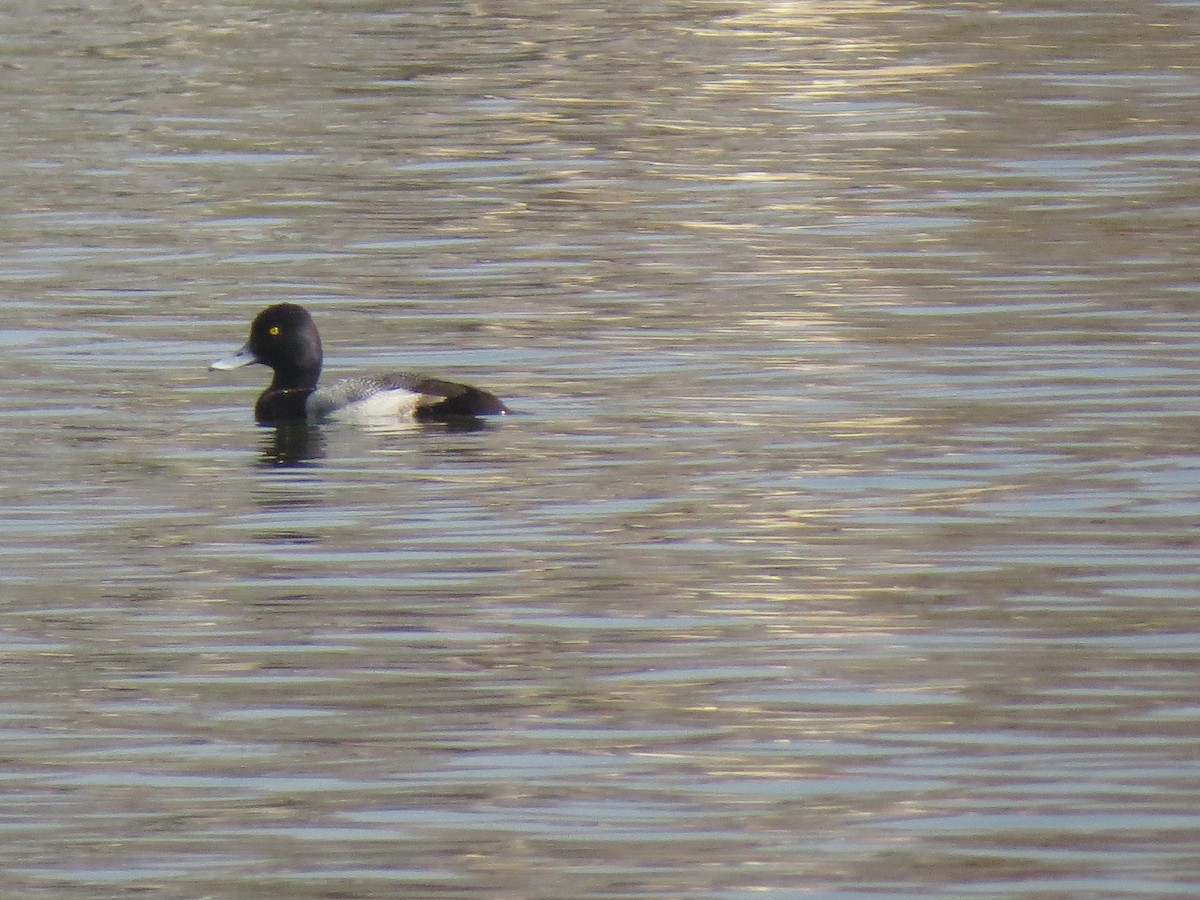 Greater/Lesser Scaup - ML143103871