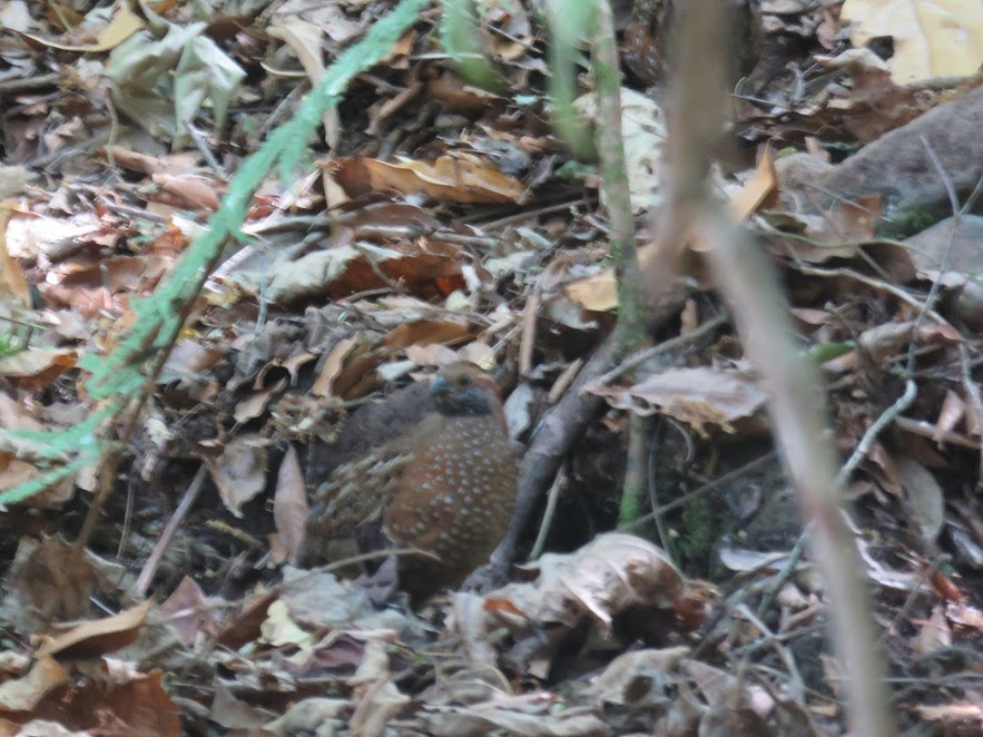Spotted Wood-Quail - Leon Hickok