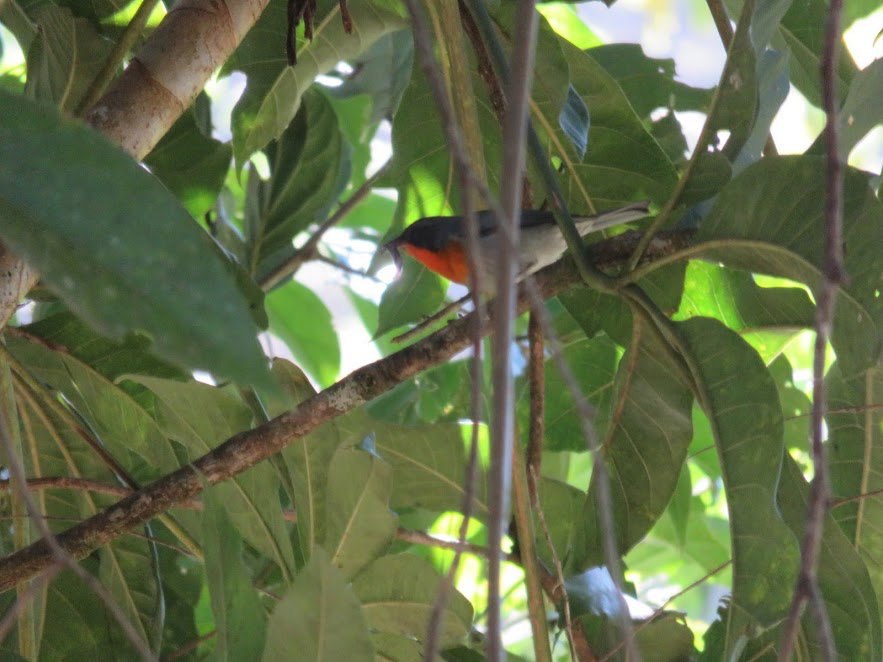Flame-throated Warbler - Leon Hickok