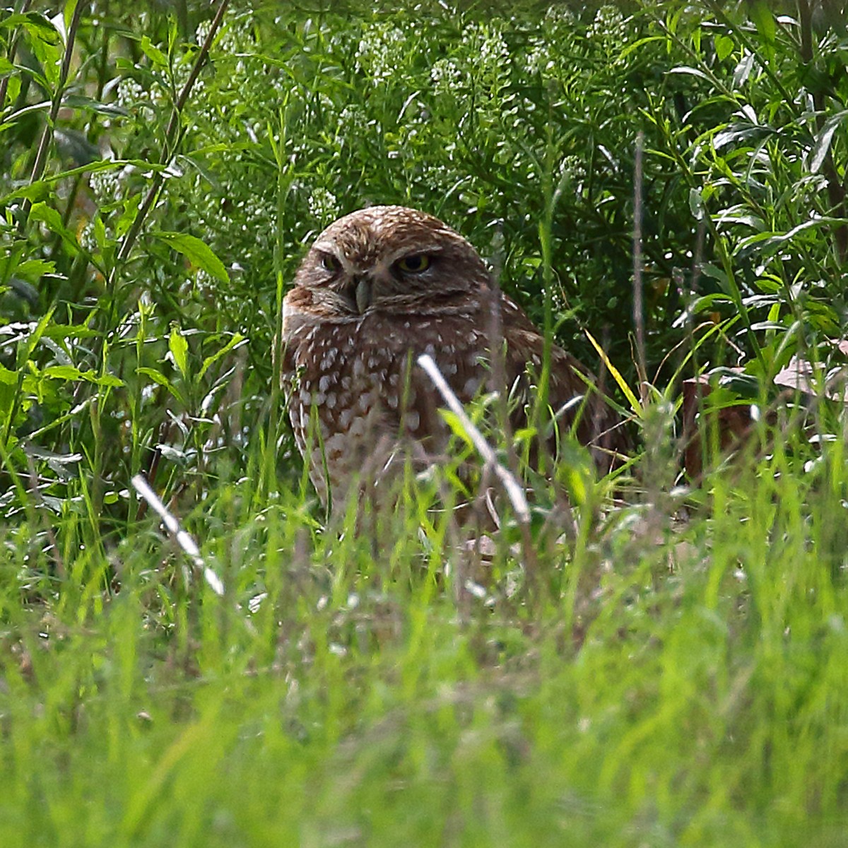 Burrowing Owl - ML143107071
