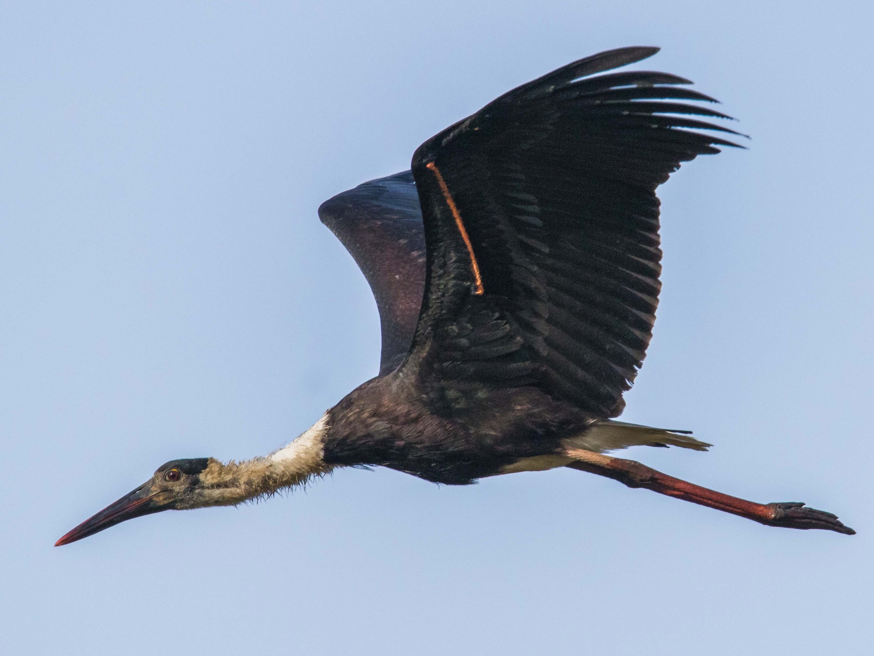 Woolly-necked Stork - Mohith Shenoy