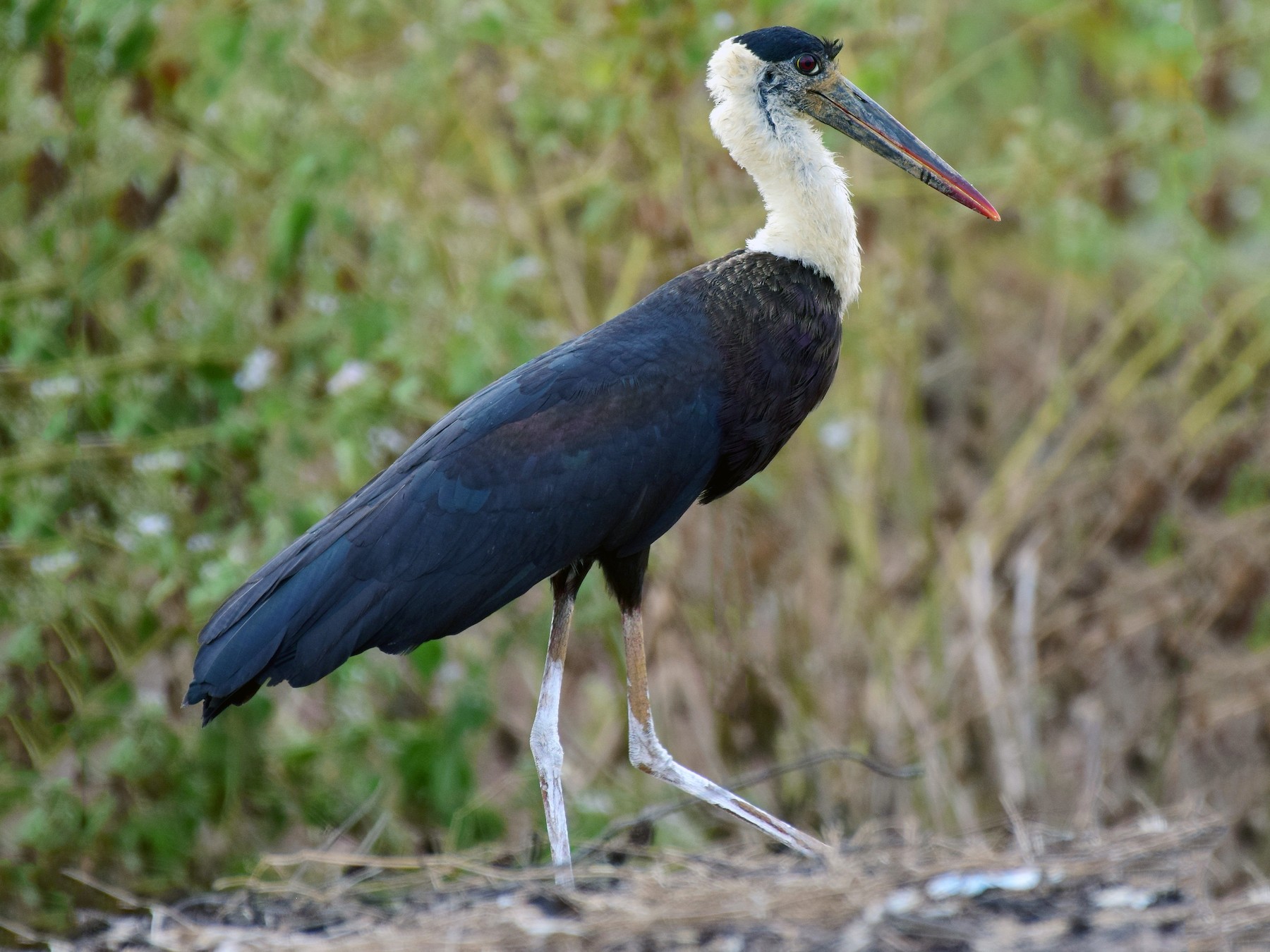 Woolly-necked Stork - mathew thekkethala
