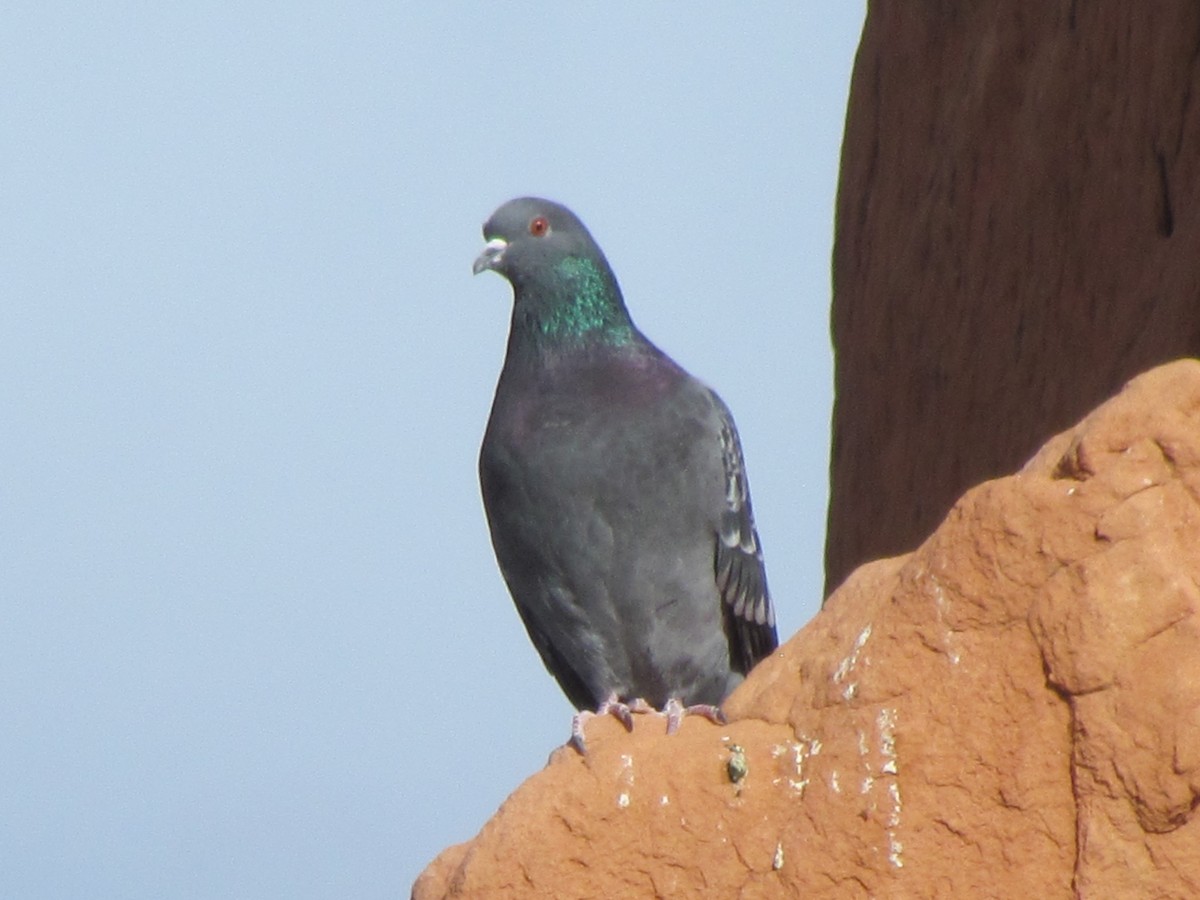 Rock Pigeon (Feral Pigeon) - ML143109751