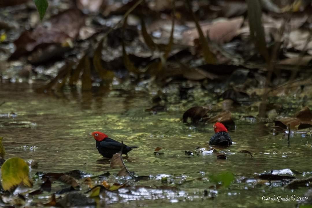 Red-capped Manakin - ML143111061