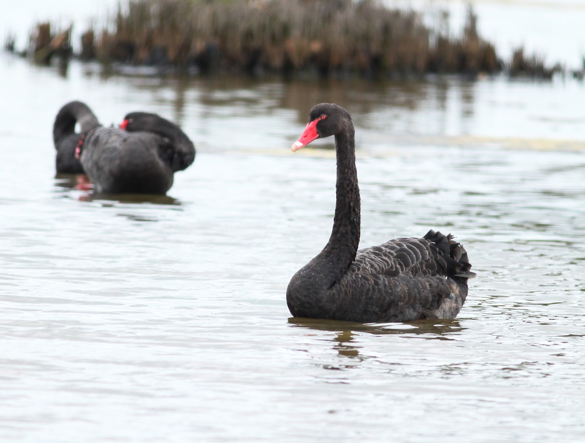 Black Swan - Logan Lalonde