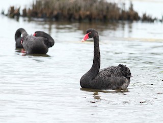 Black Swan, ML143111581