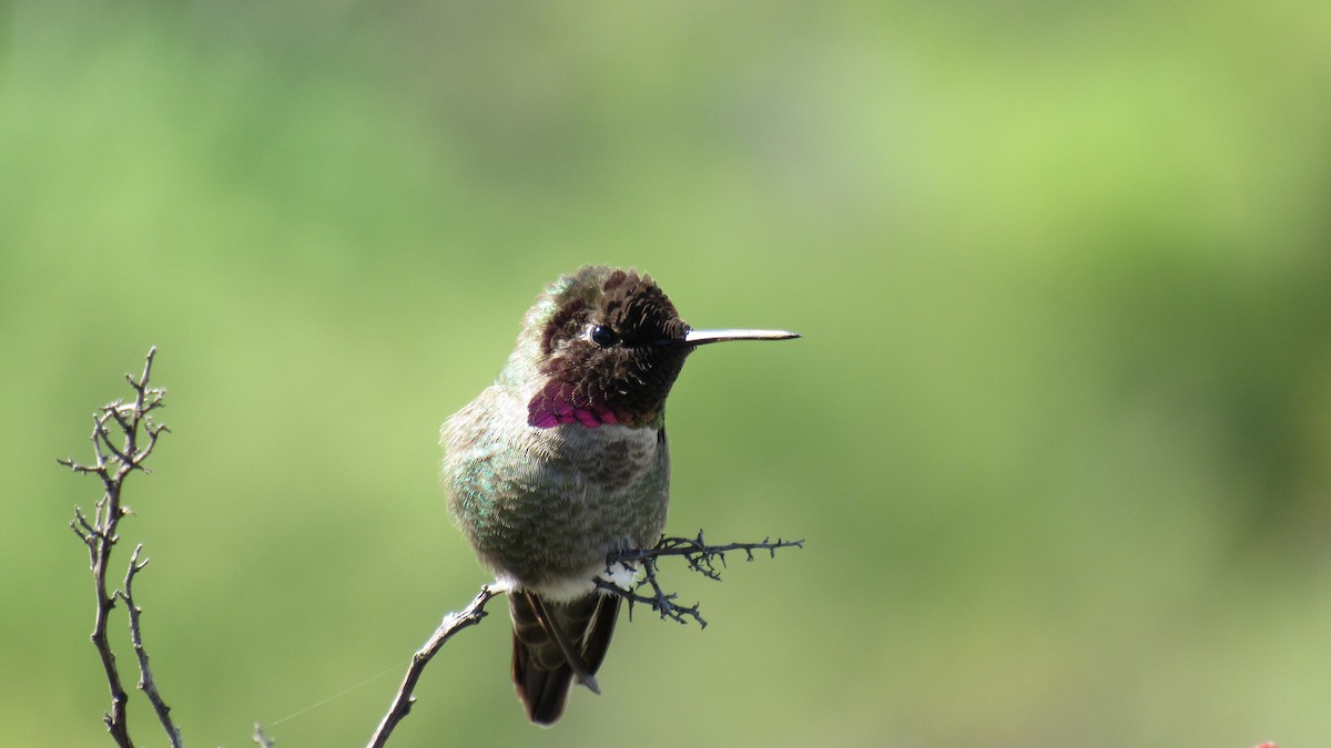 Anna's Hummingbird - Enrique Zamora